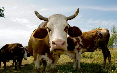 A kolompos tehén és a többiek – élménymozaik a gazdák elbeszéléseiből